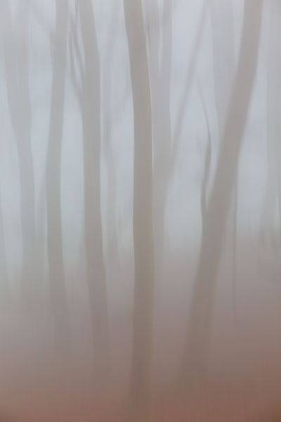 A Woodland Dream A Woodland Dream