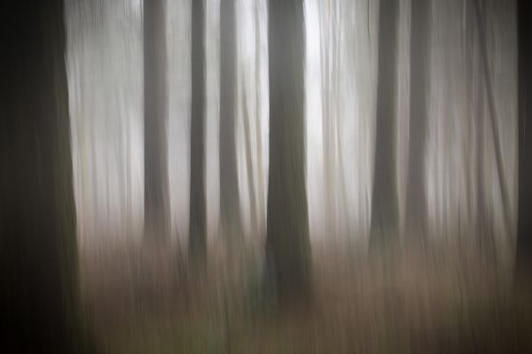 A Woodland Dream A Woodland Dream