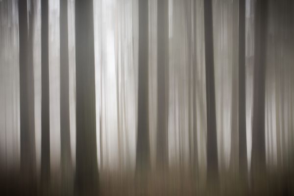 A Woodland Dream A Woodland Dream