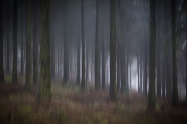 A Woodland Dream A Woodland Dream