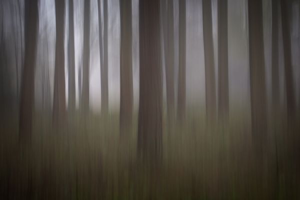 A Woodland Dream A Woodland Dream