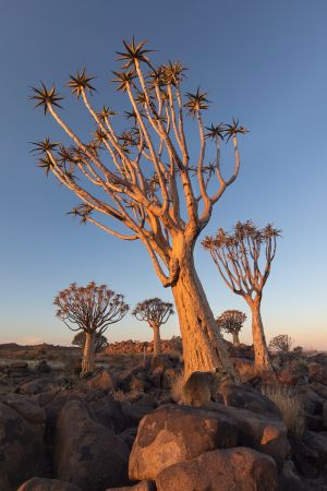 Namibia_Quiver_Tree_Forest_002.jpg