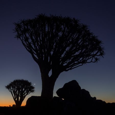 Namibia_Quiver_Tree_Forest_003.jpg