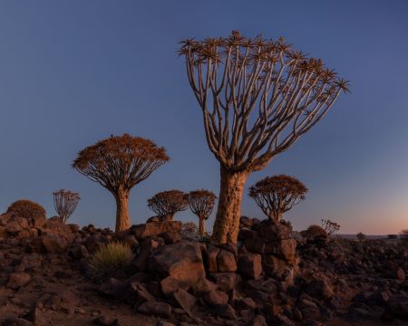 Namibia_Quiver_Tree_Forest_004.jpg