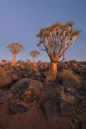 Namibia_Quiver_Tree_Forest_006.jpg